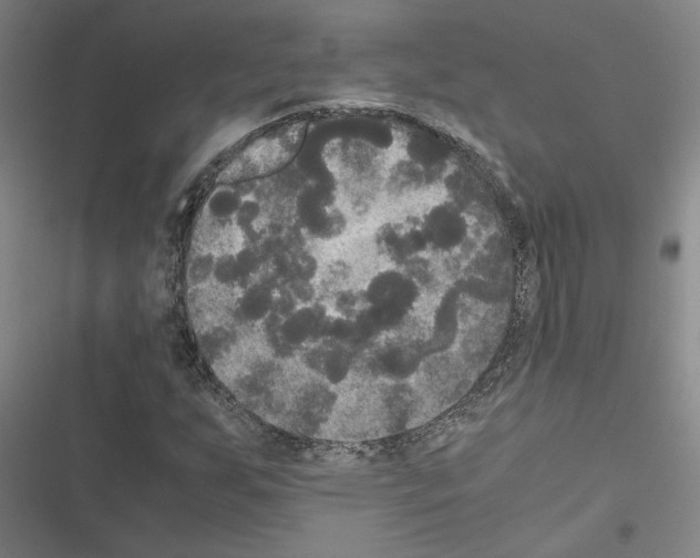 X0000116581255201001211257