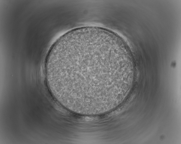 X0000116581271201001211257