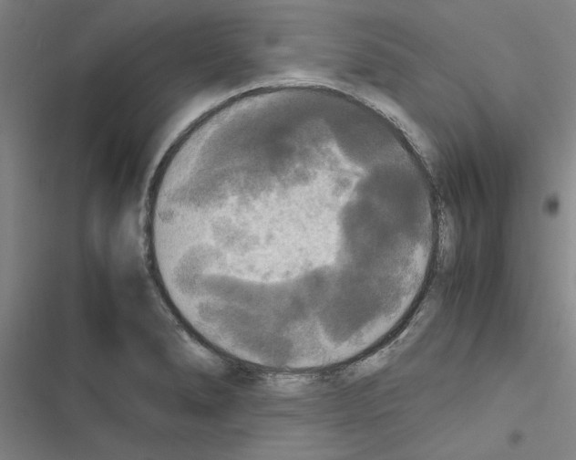 X0000116581278201001211257