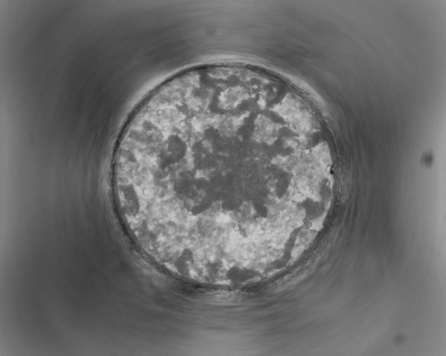 X0000116581279201001211257