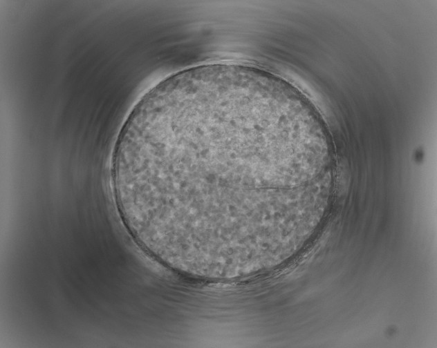 X0000116581283201001211257