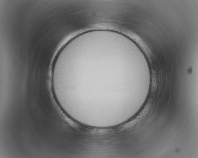 X0000116581286201001211257