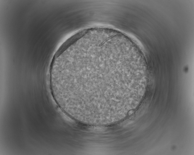 X0000116581287201001211257