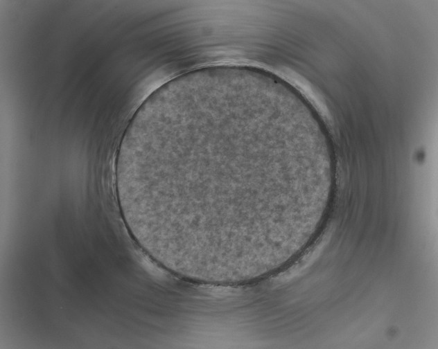 X0000116581289201001211257