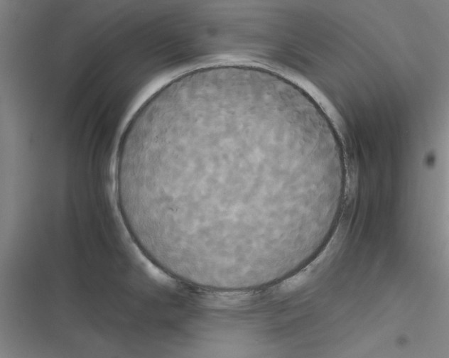 X0000116581294201001211257