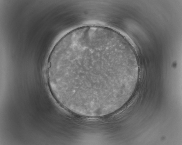 X0000116581295201001211257