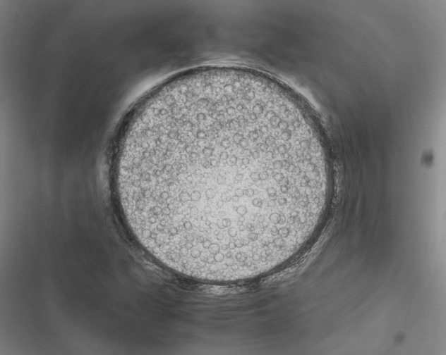 X0000116581311201001211256
