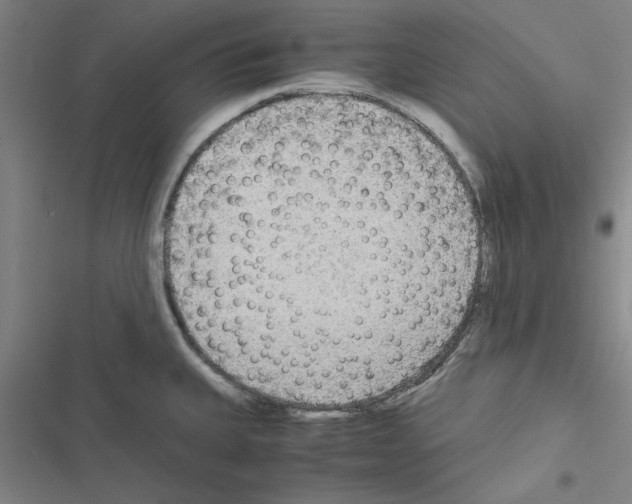 X0000116581335201001211256
