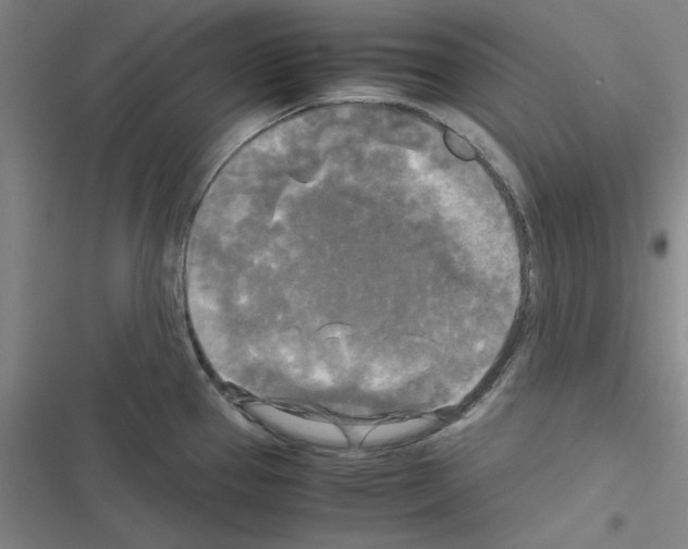 X0000116581337201001211256
