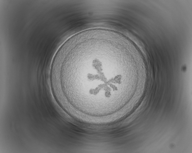 X0000116581338201001211256