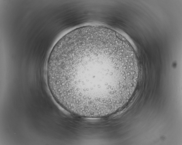 X0000116581343201001211257