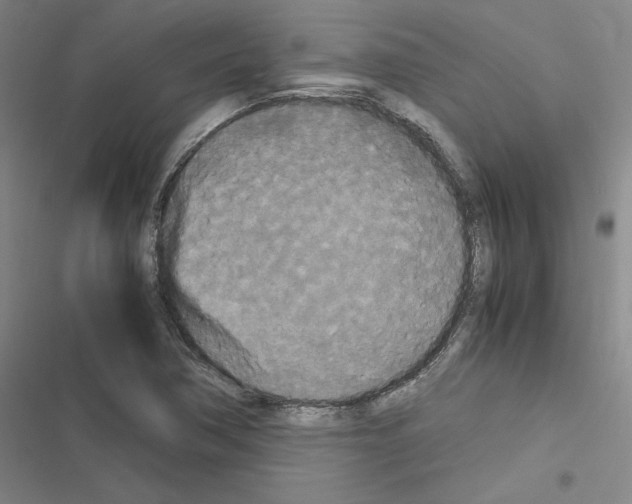X0000116581362201001211256