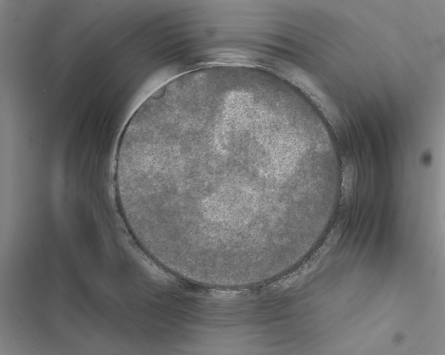 X0000116581378201001211255