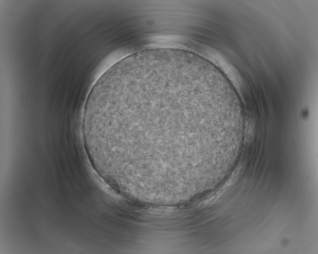 X0000116581386201001211255
