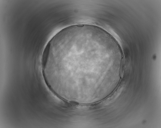 X0000116581389201001211255