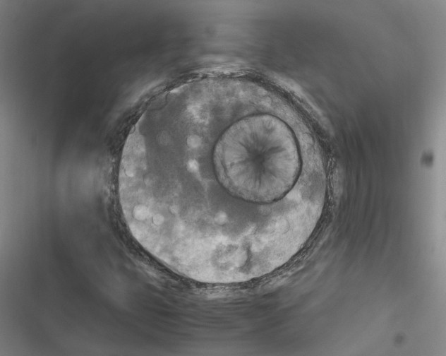 X0000116581399201001211255