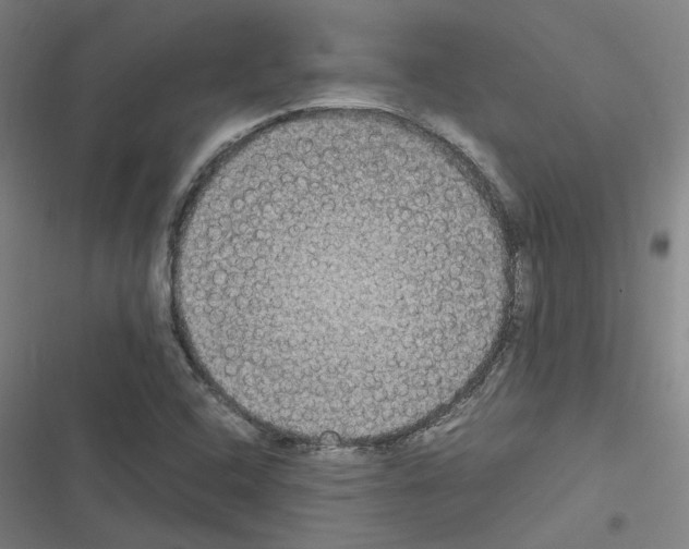X0000116581408201001211255