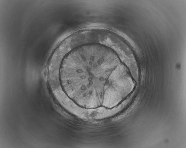 X0000116581413201001211255