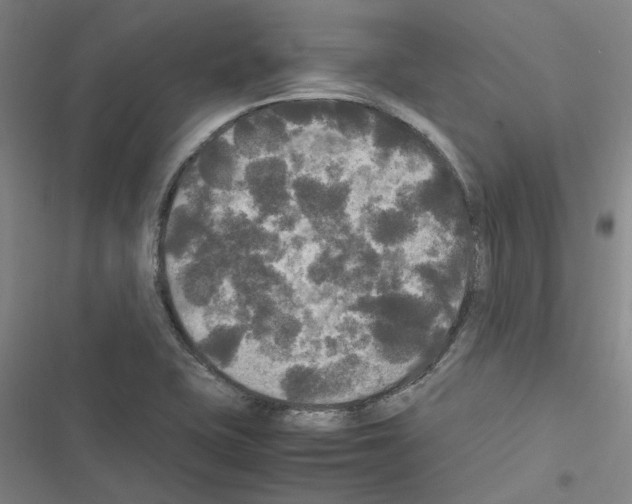 X0000116581415201001211255