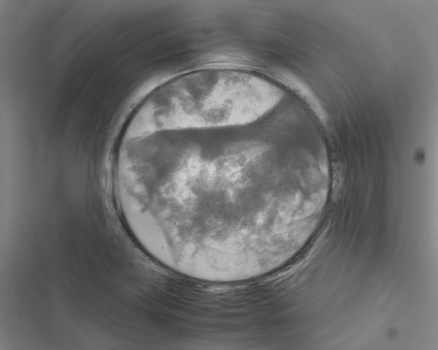 X0000116581419201001211255