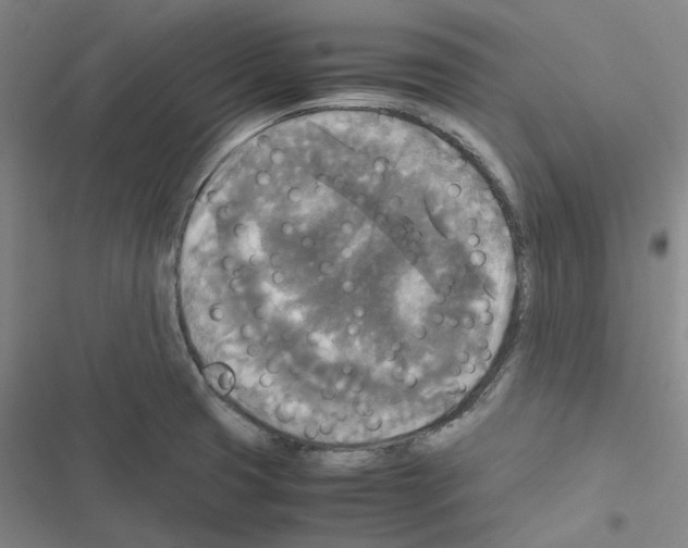 X0000116581425201001211255