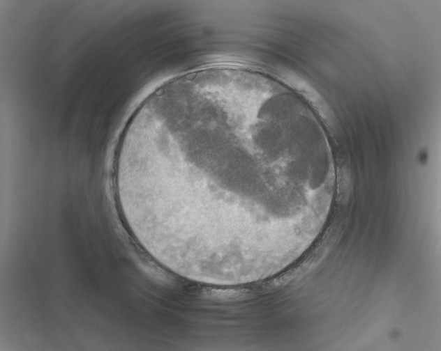 X0000116581427201001211255