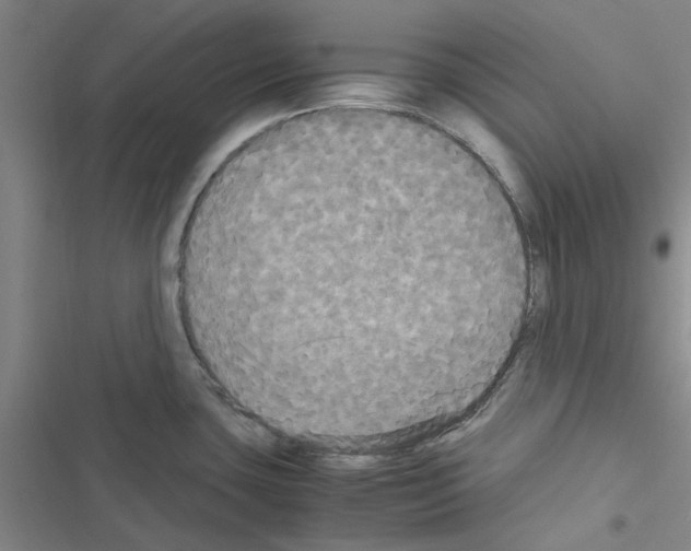 X0000116581435201001211255
