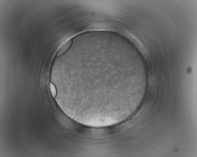 X0000116581465201001211254