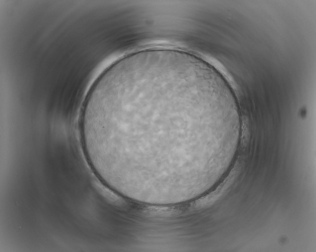 X0000116581474201001211254