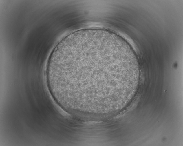 X0000116581475201001211254