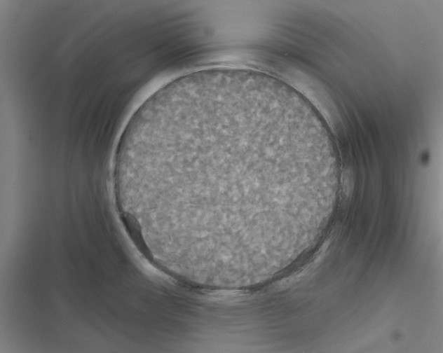 X0000116581482201001211254