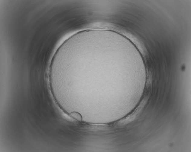 X0000116581486201001211254