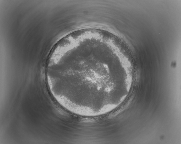 X0000116581505201001211254