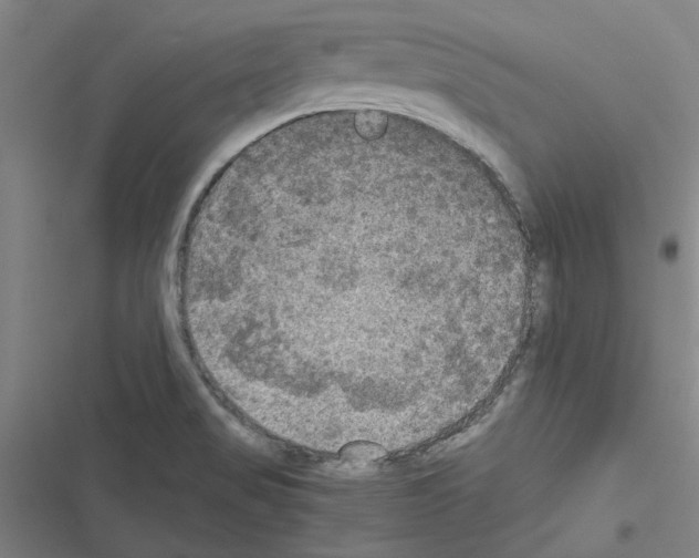 X0000116581517201001211254