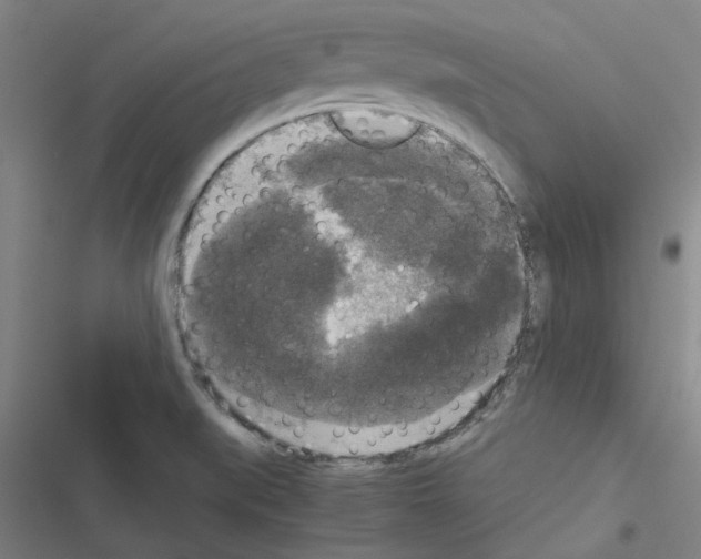 X0000116581519201001211254