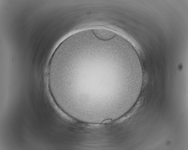 X0000116581526201001211254