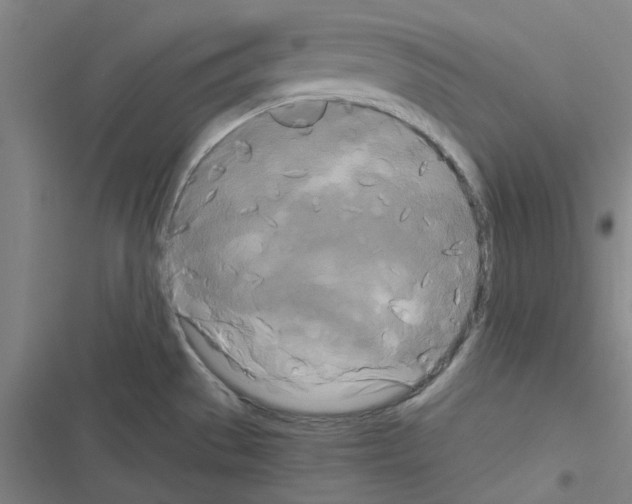 X0000116581529201001211254