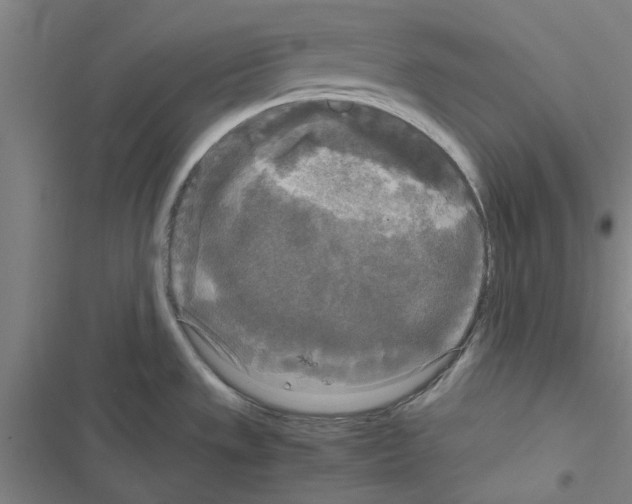 X0000116581533201001211254