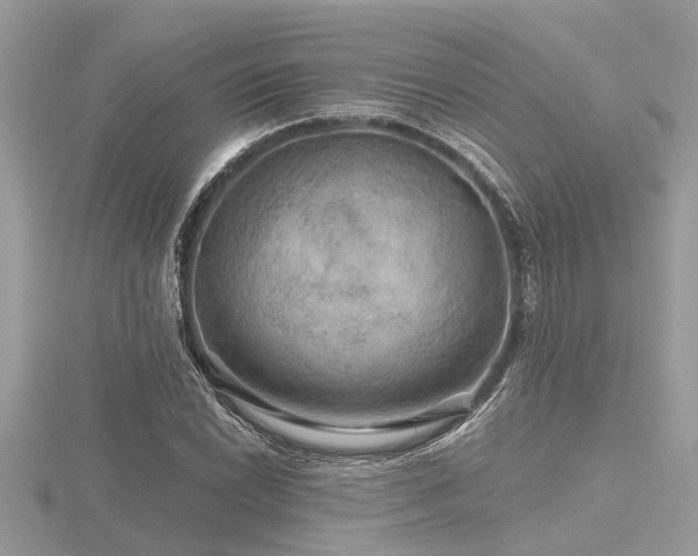 X0000116591022200912101534