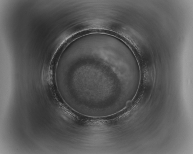 X0000116590926200912171550