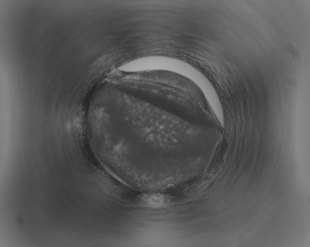 X0000116590181200912291315