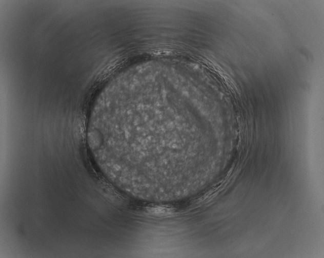 X0000116590561200912291310