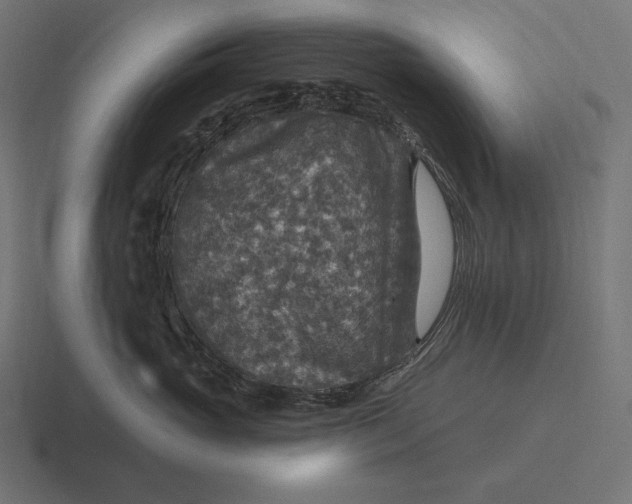 X0000116590765200912291308