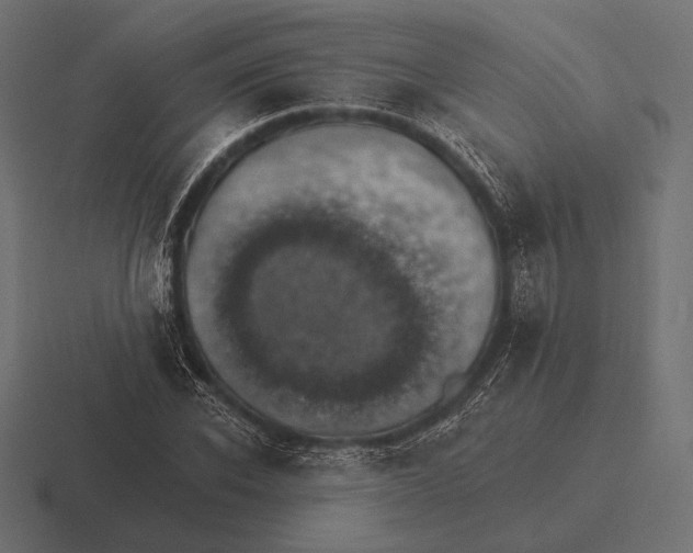 X0000116590926200912291305