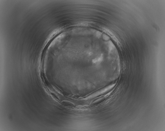 X0000116590994200912291304