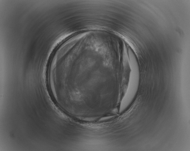 X0000116590995200912291304