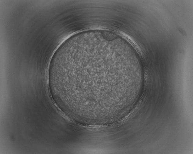 X0000116591236200912291302