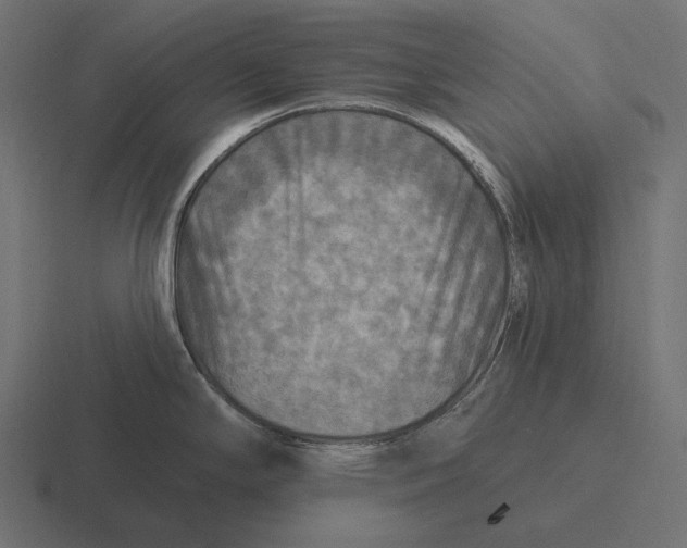 X0000116591294200912291301