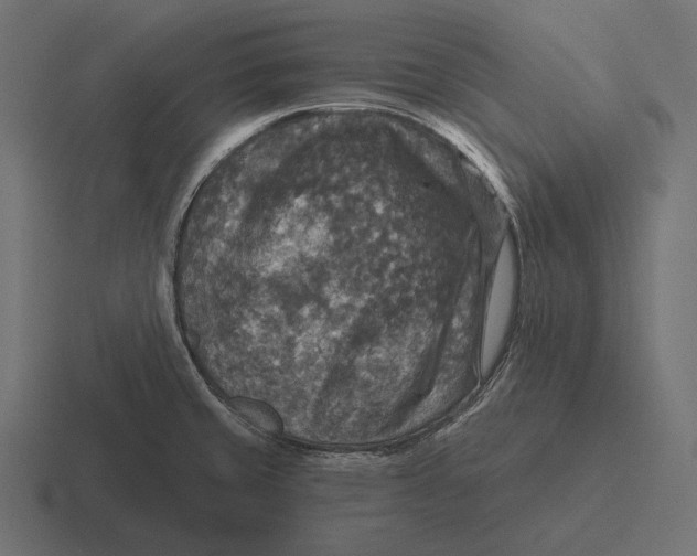 X0000116591429200912291259