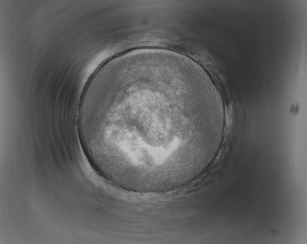 X0000116590003200912312046